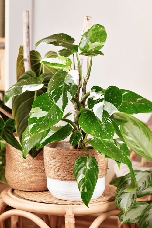 White Princess Philodendron