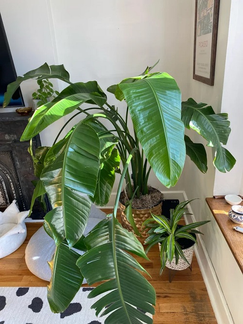 Bird of Paradise Leaves Splitting 1