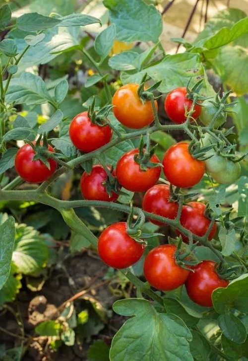 How Deep Do Tomato Roots Grow