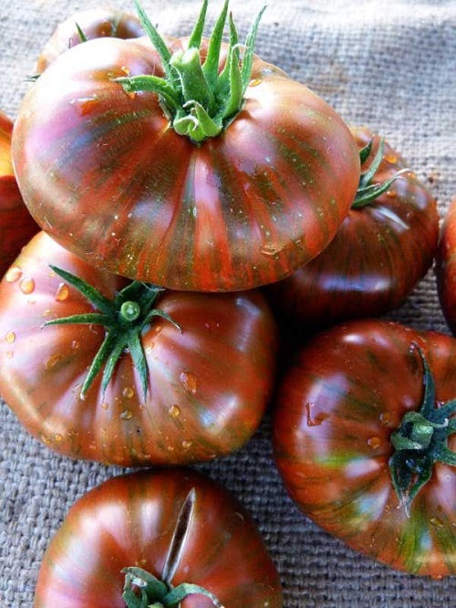 Tomatoes for Sauce 23