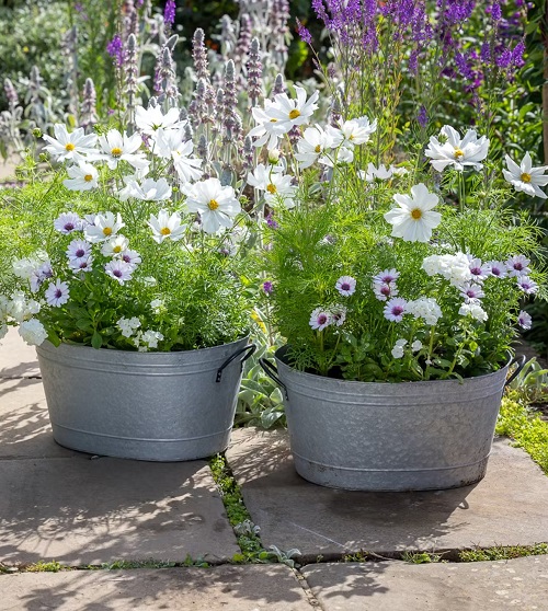 White Flowers with Yellow Center 3