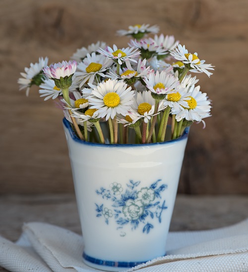 White Flowers with Yellow Center 1