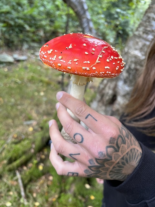 Fly Agaric Mushrooms 3