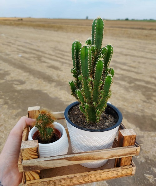 Fairy Castle Cactus 2