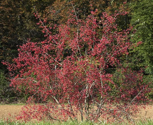 Trees with Red Berries 9