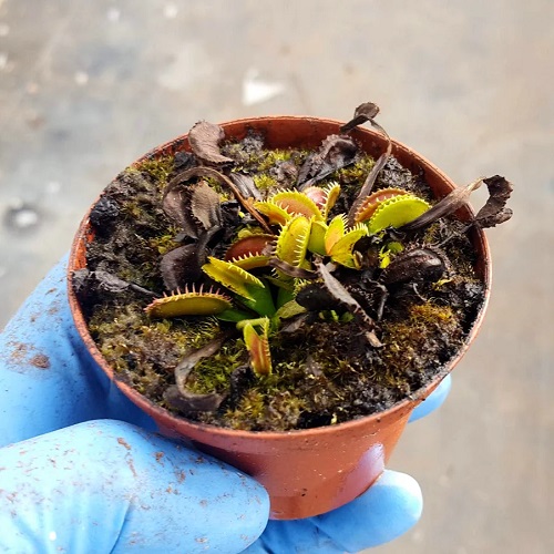 Venus Flytrap Turning Black - 10 Reasons and Solutions 1