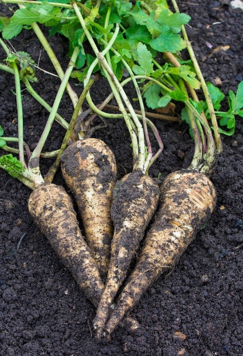 Vegetables that Look Like Carrots 1