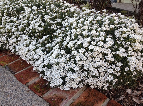 Ground Covers with White Flowers 1