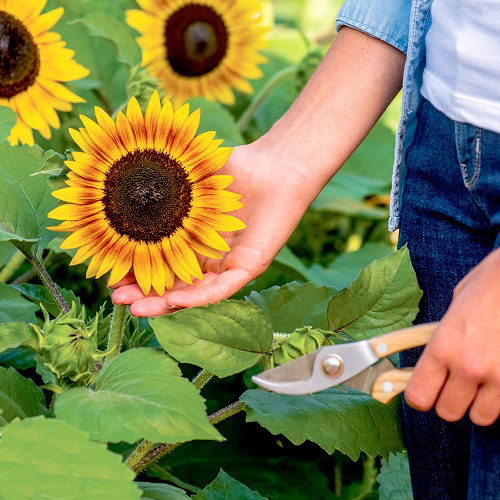 How to Deadhead Sunflowers