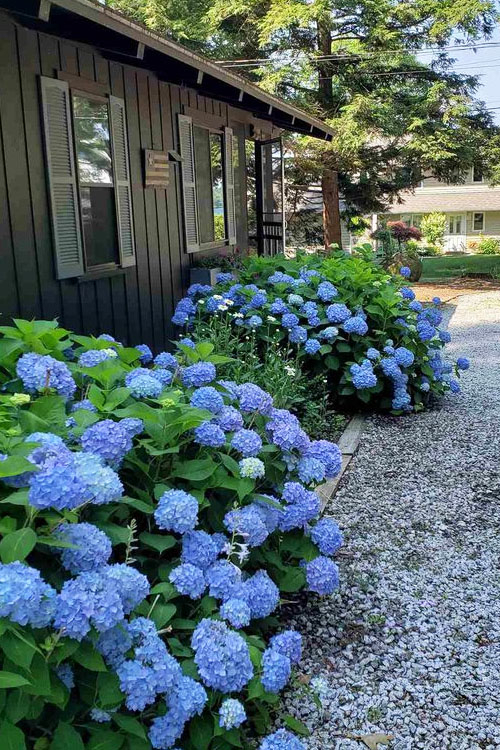 Tricks to Grow the Successful Hydrangeas 9