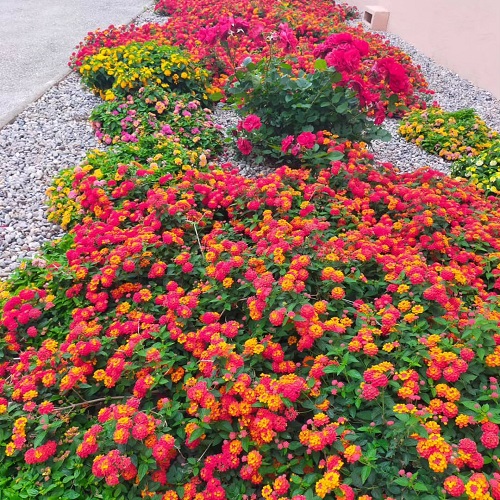 Lantana as Ground Cover Ideas 15