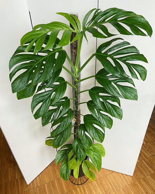 Monstera pinnatipartita 1