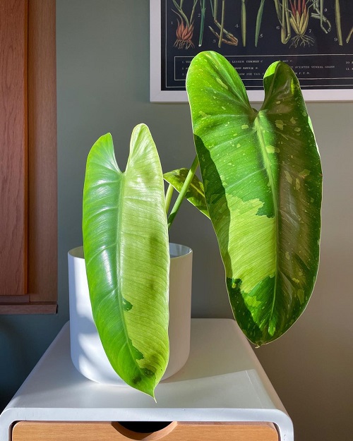 Philodendron Jose Buono 1