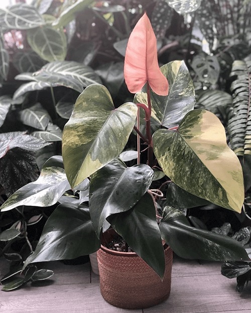 Strawberry Shake Philodendron