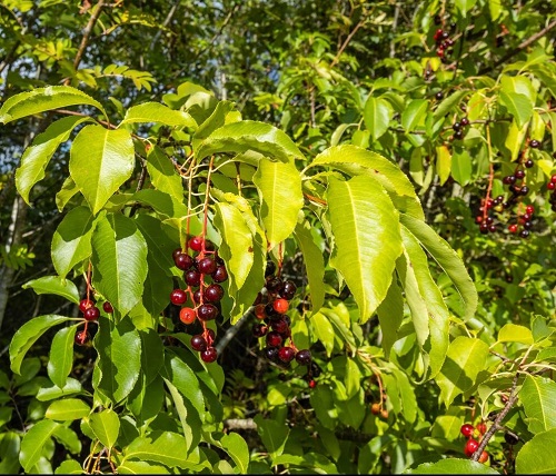 Trees with Red Berries 23