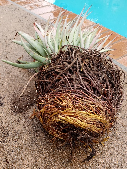 Aloe Plant Turning Brown 