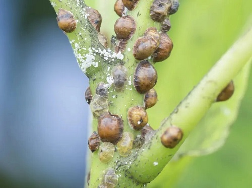 Tiny White Bugs on Plants that Look like Dust 11