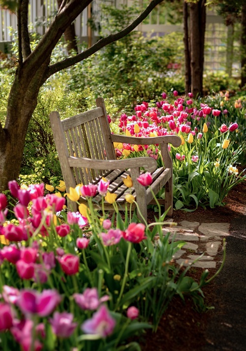 What to Do with Tulips After They Bloom? 1