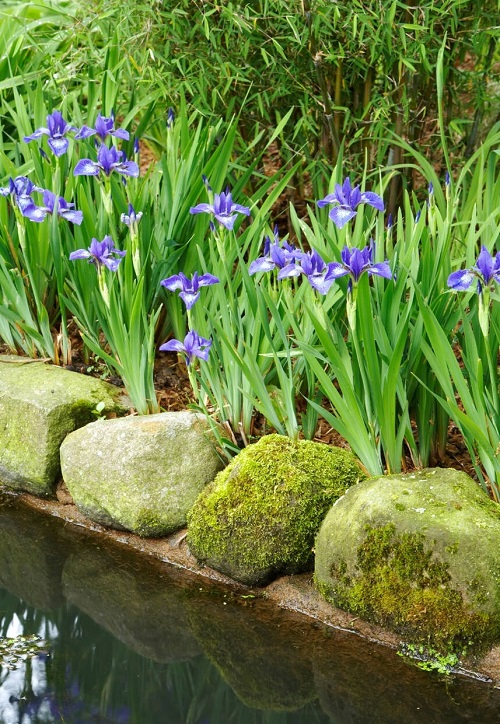 Plants with Sword Shaped Leaves 3