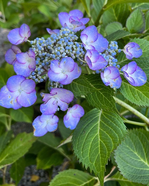 Purple Hydrangea Varieties 15