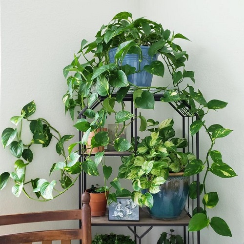 Ways to Display Pothos in Home 11