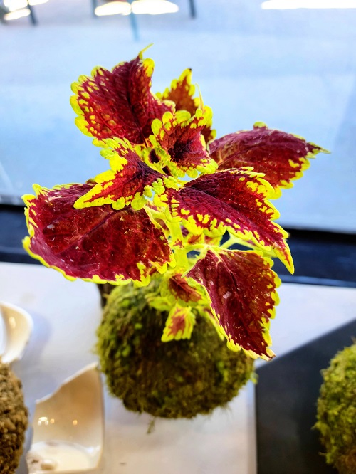 Different Ways to Grow Coleus 11