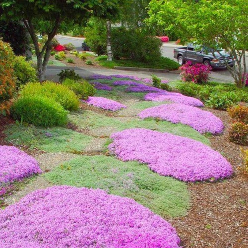 Creeping Thyme Lawn Ideas 13