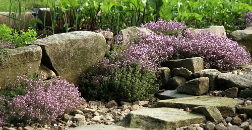 Creeping Thyme Lawn Ideas 15