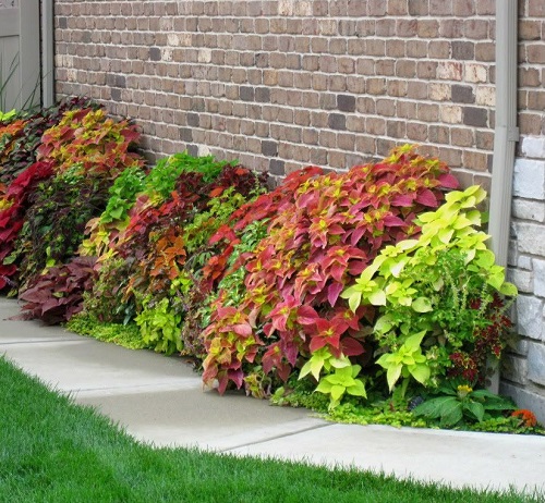 Different Ways to Grow Coleus 17