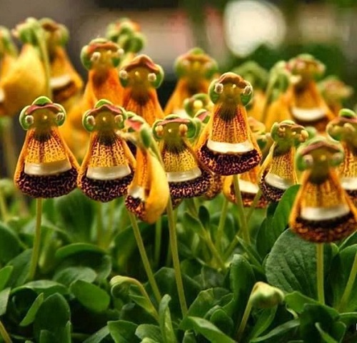 Plants that Look Like Aliens 1