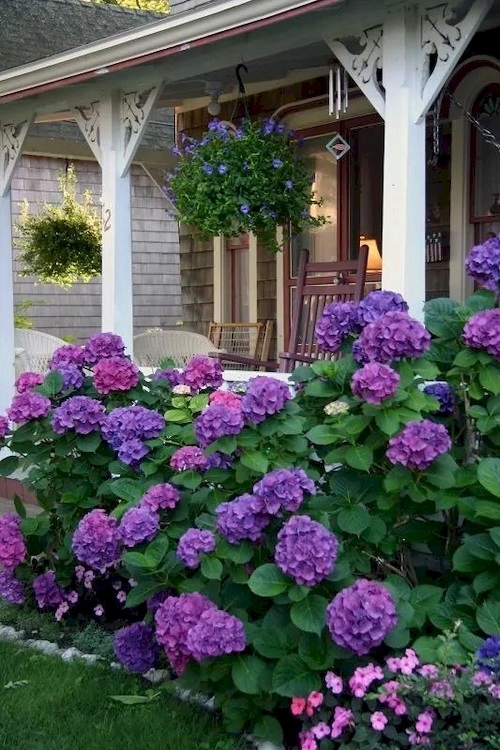 Purple Hydrangea