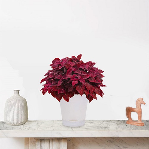 Different Ways to Grow Coleus 9