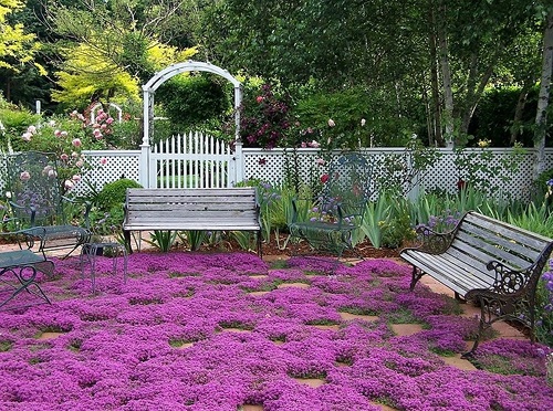 Creeping Thyme Lawn Ideas 9