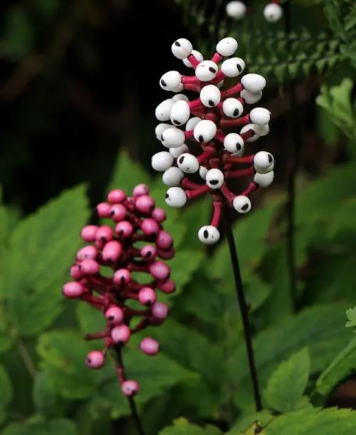 Plants that Look Like Aliens 5