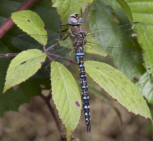 Types of Dragonfly 7