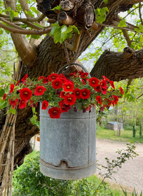 Best Red Flower Names 24