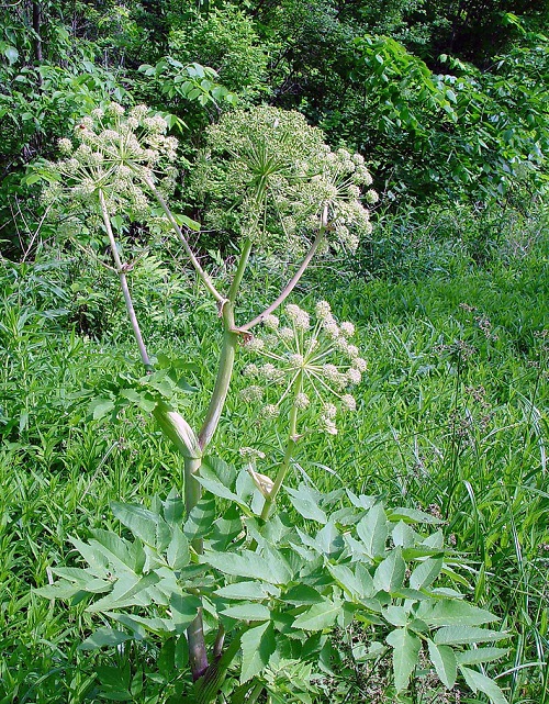 Plants That Look Like Poison Hemlock 12