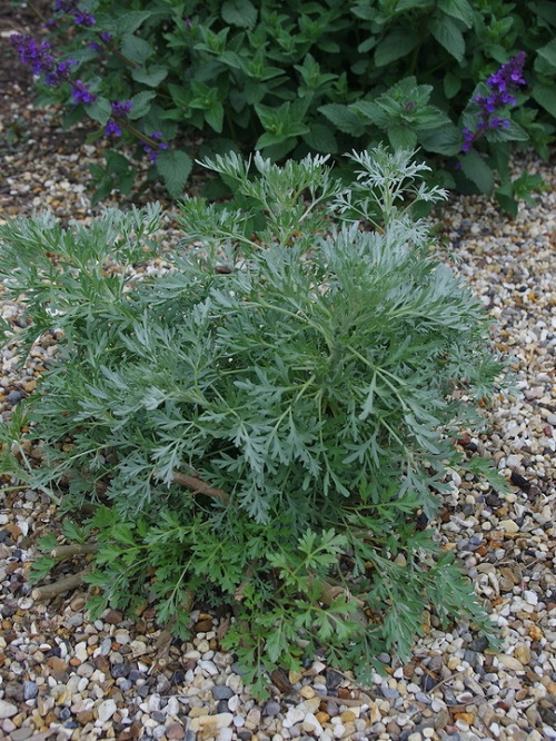 Plants That Look Like Dill 9