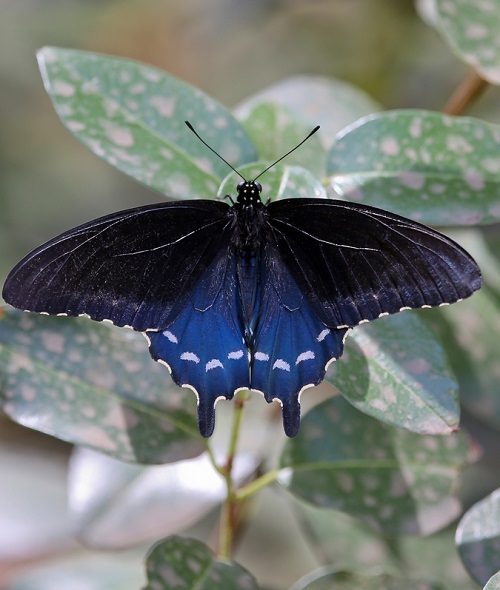 Black and Blue Butterflies 1