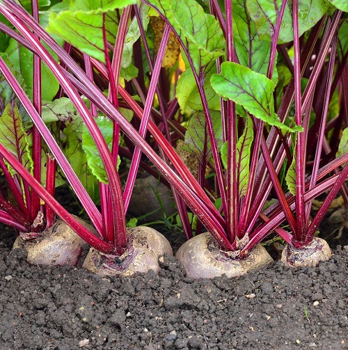 Broccoli Companion Plants 1