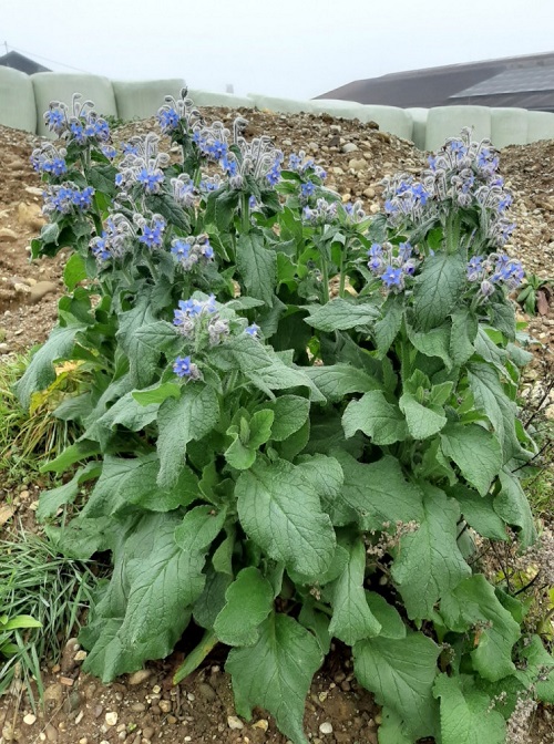 Broccoli Companion Plants 7