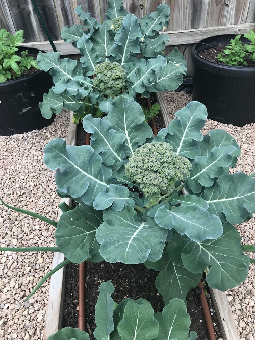 Broccoli Plant Growing Stages 1