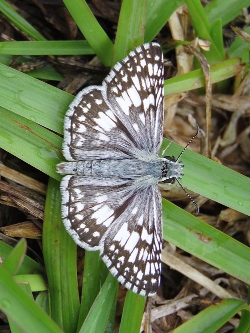 Black and Blue Butterflies 9