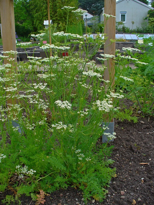 Plants That Look Like Dill 7