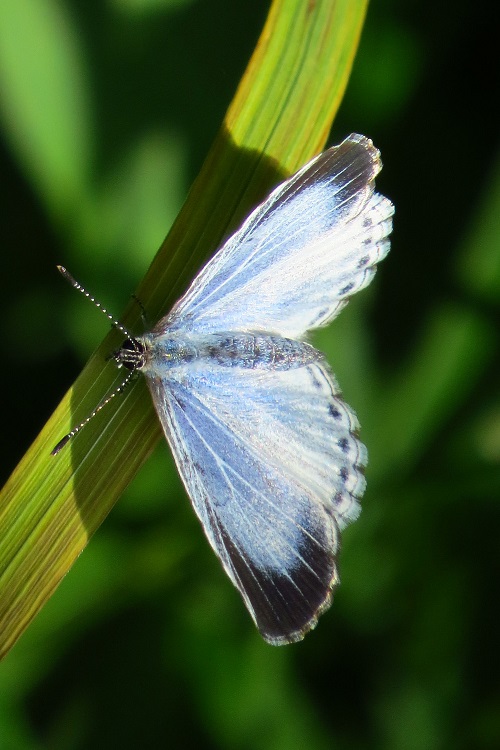 Black and Blue Butterflies 3