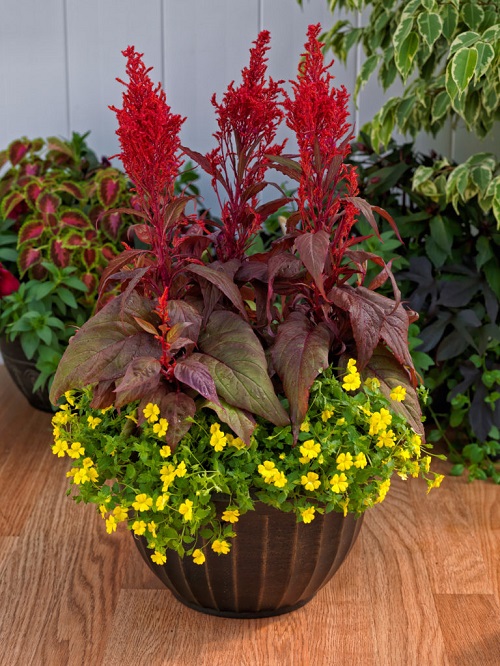 Celosia Dragon's Breath 1