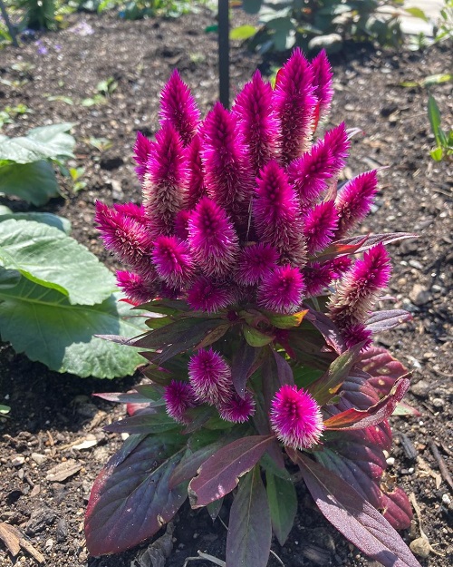 How to Grow Celosia 5