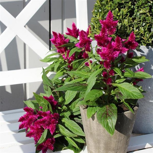 Celosia Intenz 2