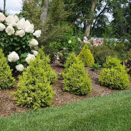 Colorful Hedge Plants 3