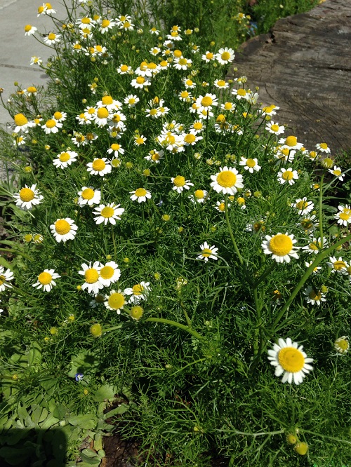 Plants That Look Like Dill 1